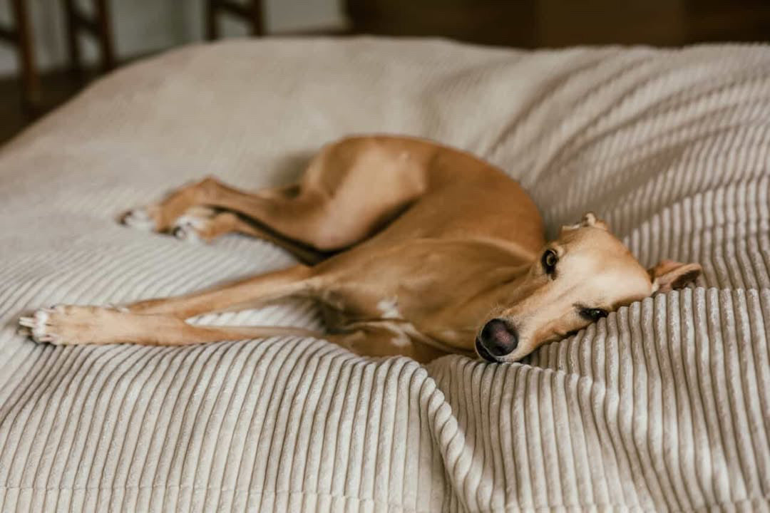 The Play & Rest Corduroy Crash Pillow Mat XL in Cloud Puff / L in Bear Hug Brown