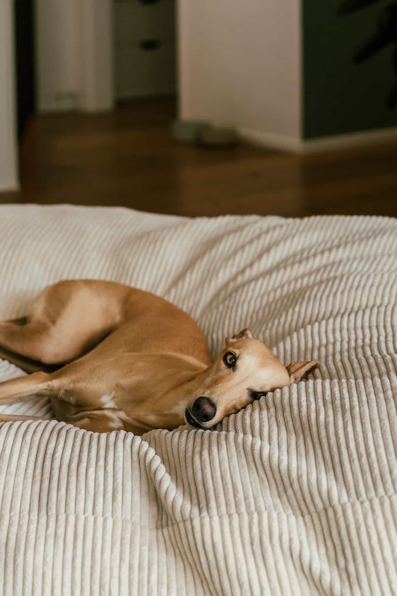 The Play & Rest Corduroy Crash Pillow Mat XL in Cloud Puff / L in Bear Hug Brown